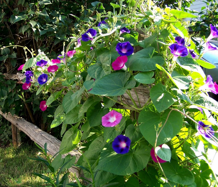 Вьюнок обыкновенный