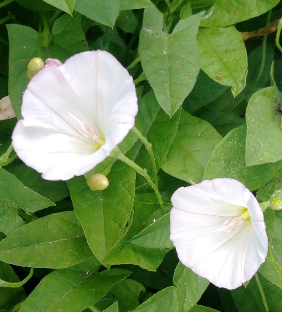 Калистегия повой