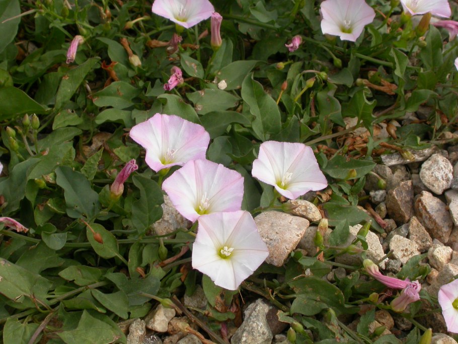 Ипомея батат