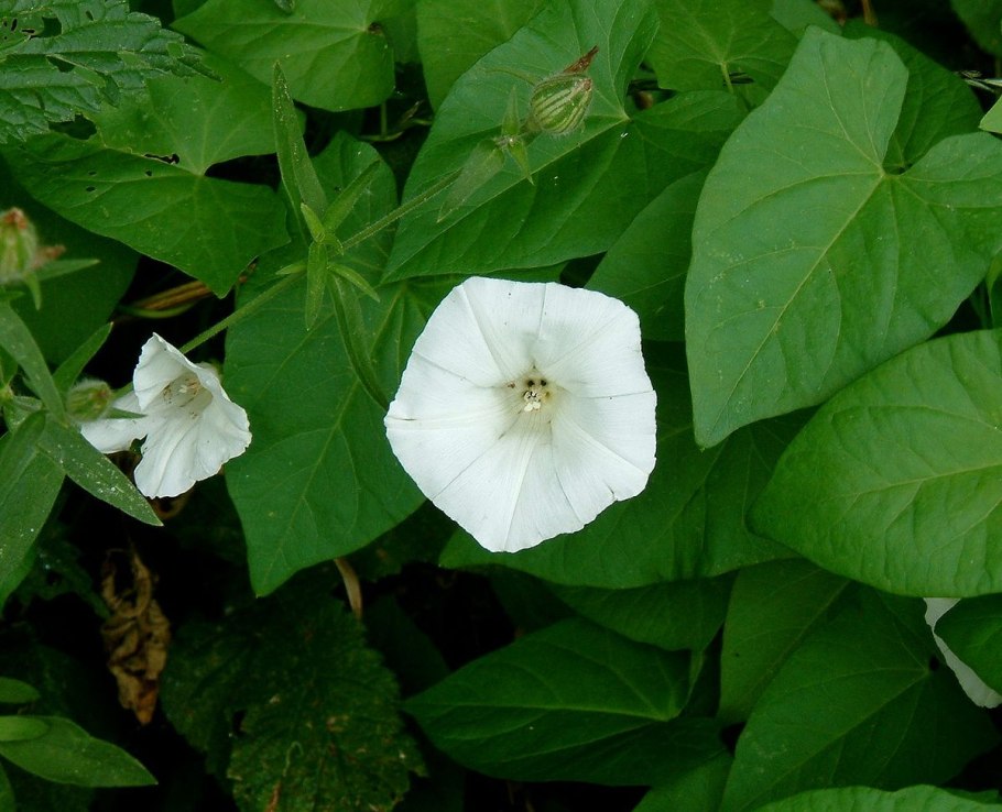 Белый цветок Вьюнок