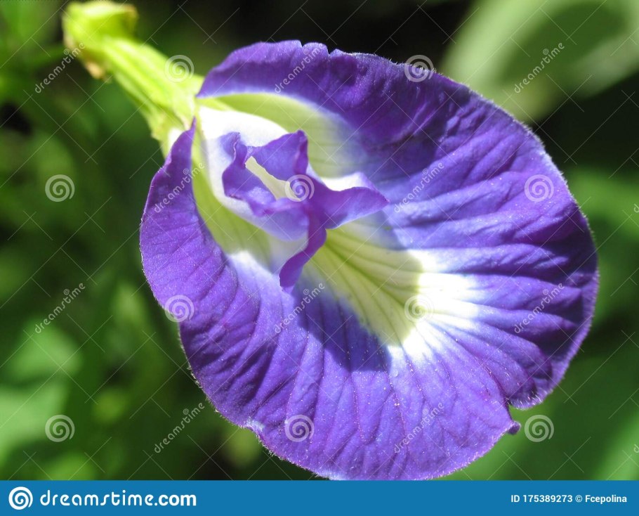 Клитория тройчатая