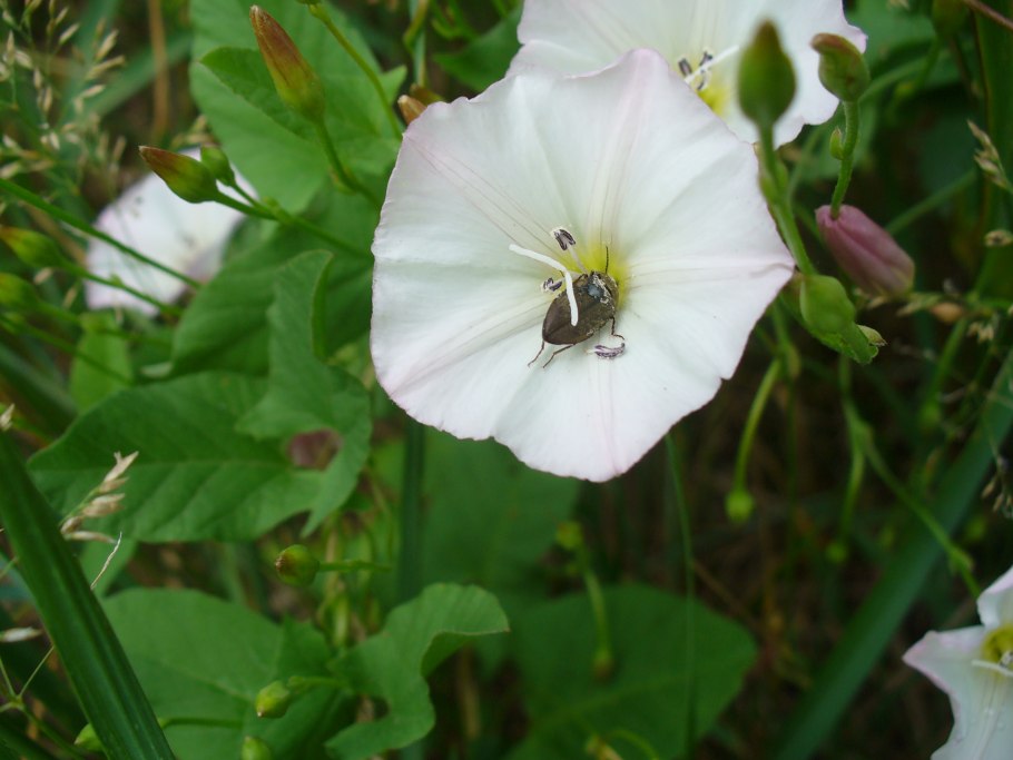 Вьюнок китайский