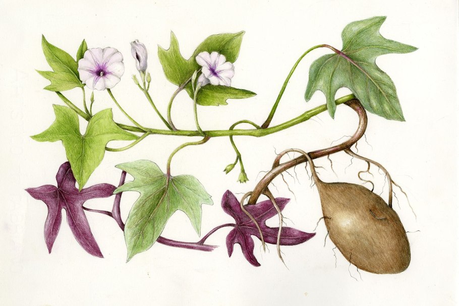 Вьюнок полевой