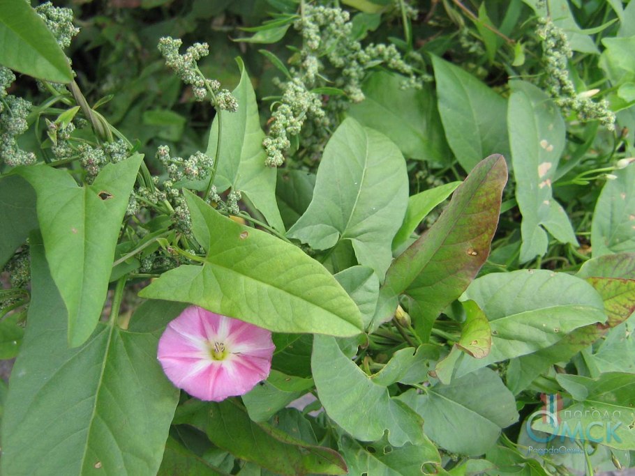 Вьюнок полевой-Convolvulus cneorum