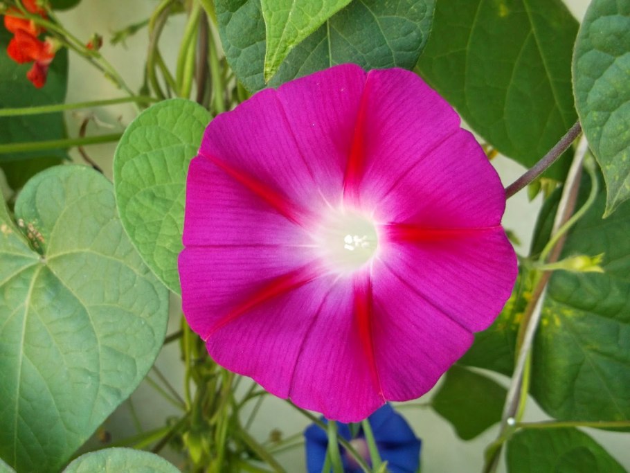 Вьюнок полевой Березка