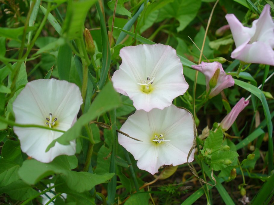 Вьюнок полевой семена