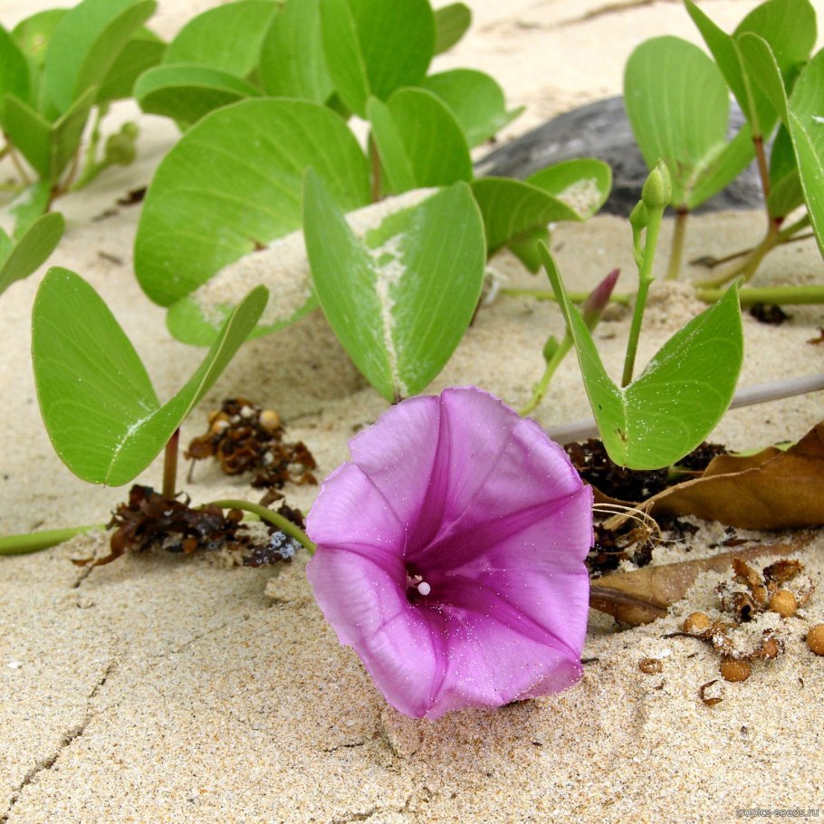 Вьюнок полевой-Convolvulus cneorum