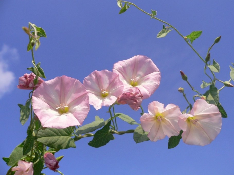 Ипомея Созвездие красная