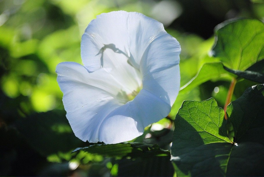 Вьюнок полевой (convolvulus arvensis)