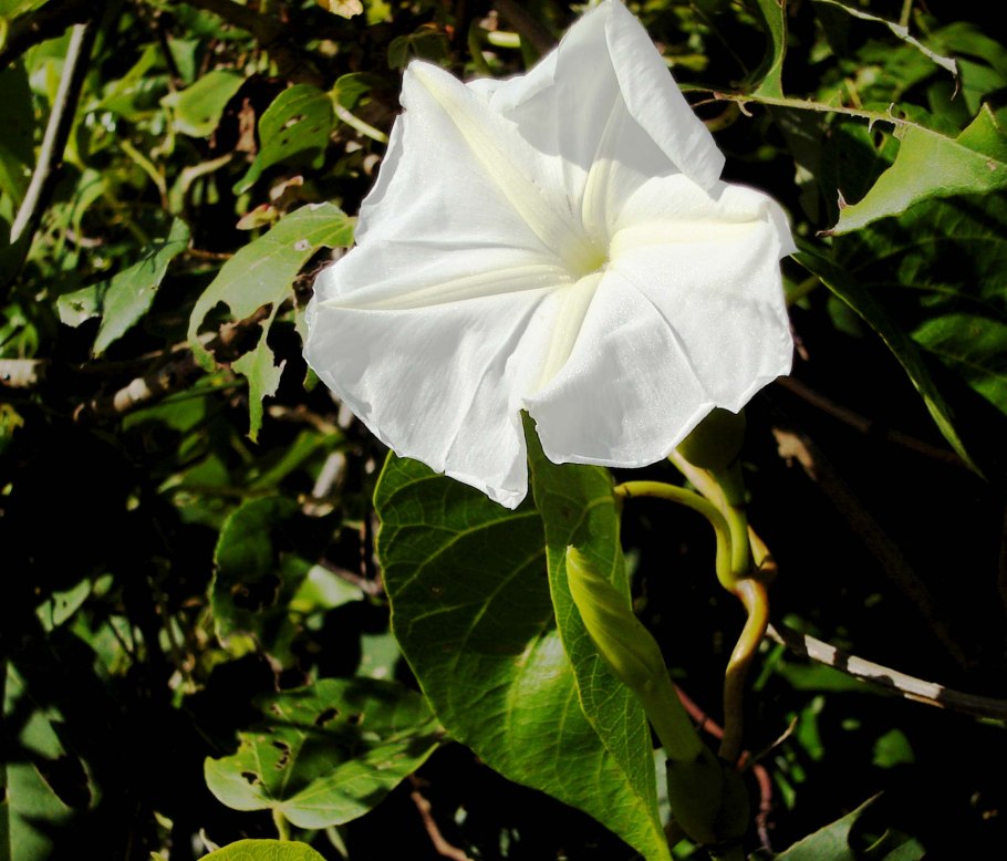Ipomoea violacea