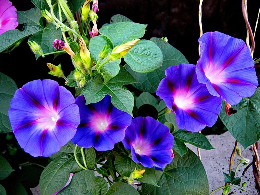 Ипомея Утренняя Заря