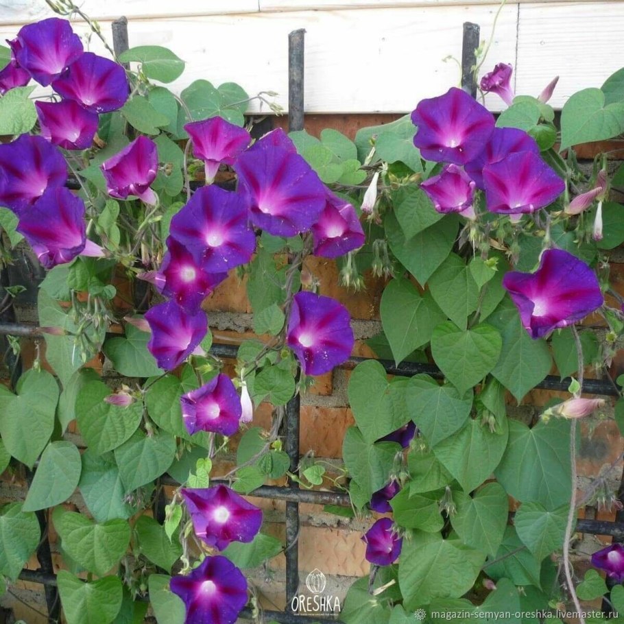 Вьюнок двувершинный