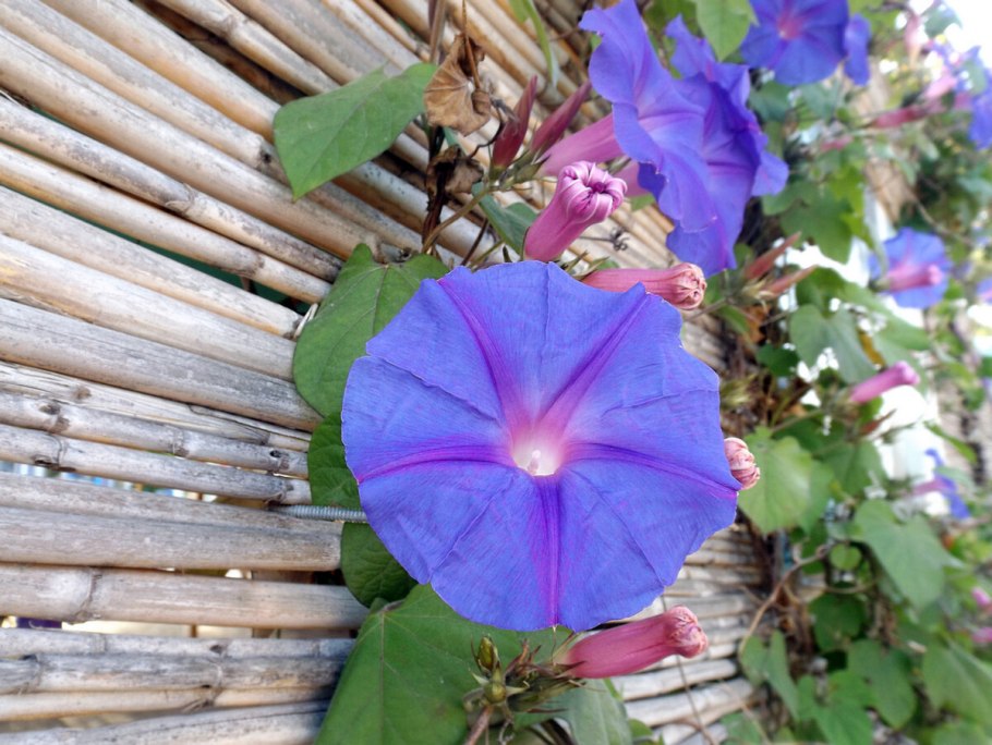 Ипомея клубневая