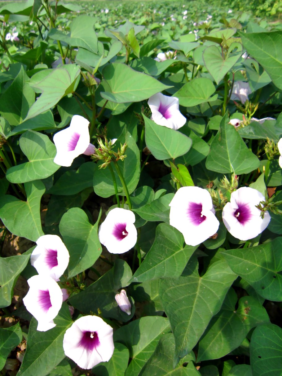 Вьюнок полевой Березка