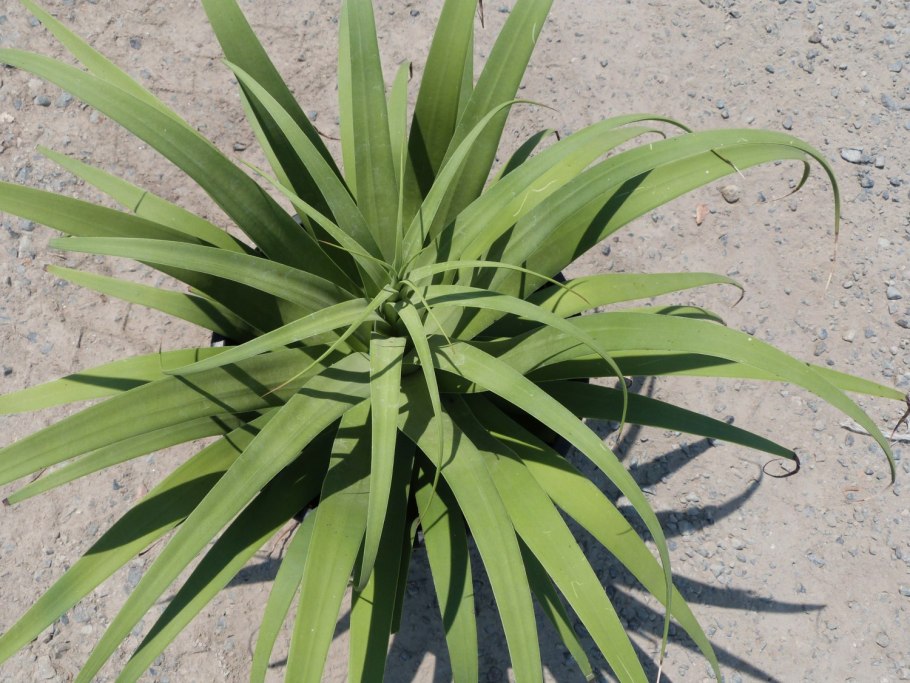 Аль Куба прицветниковая