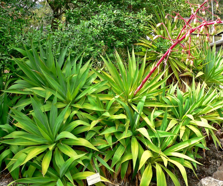 Агава Вильморена