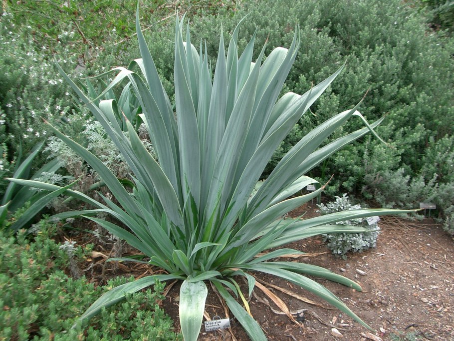 Агавы Франция