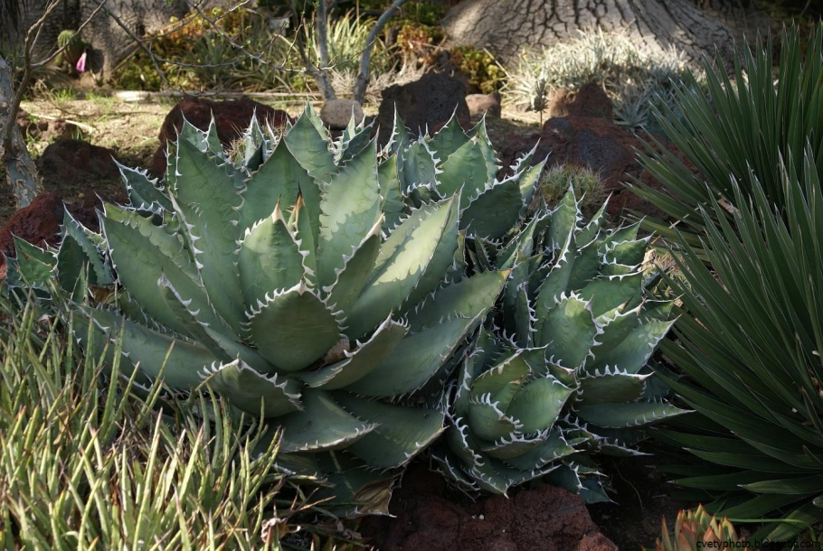 Юкка славная (Yucca Gloriosa)