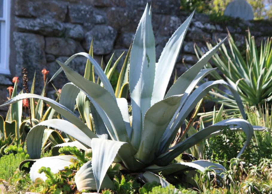 Agave Marmorata