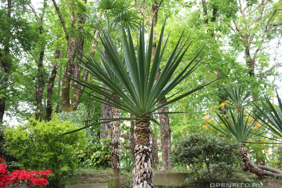 Бешорнерия прицветниковая