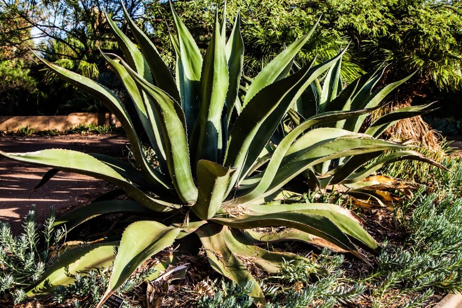 Agave americana 'marginata'