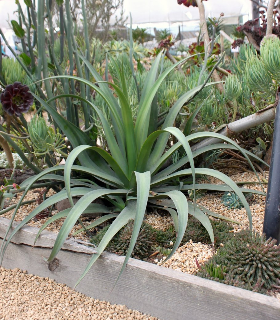 Агава в открытом грунте в Крыму