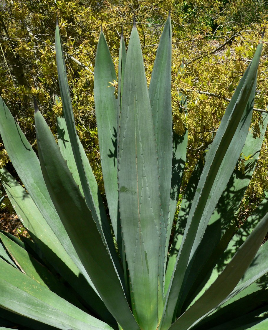 Золотистая Агава