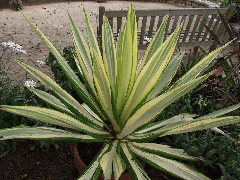 Агава растение цветет