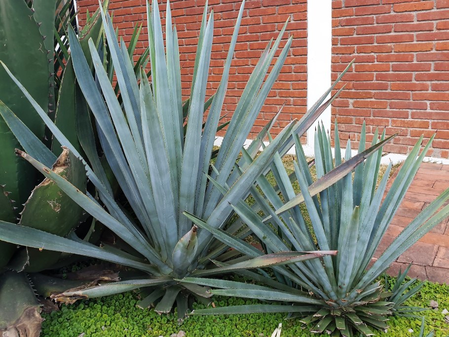 Агава голубая - agave tequilana f.a.c.weber