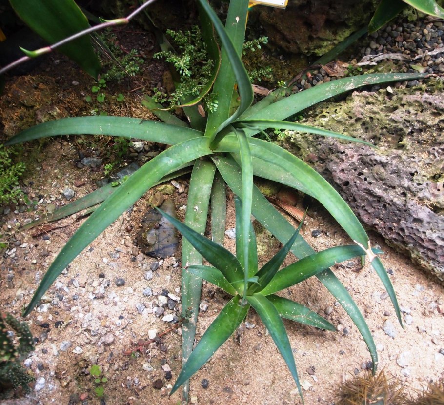 Агава американская полосатая