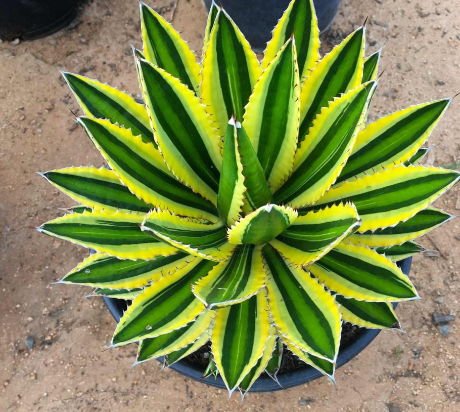 Агава американская Маргината