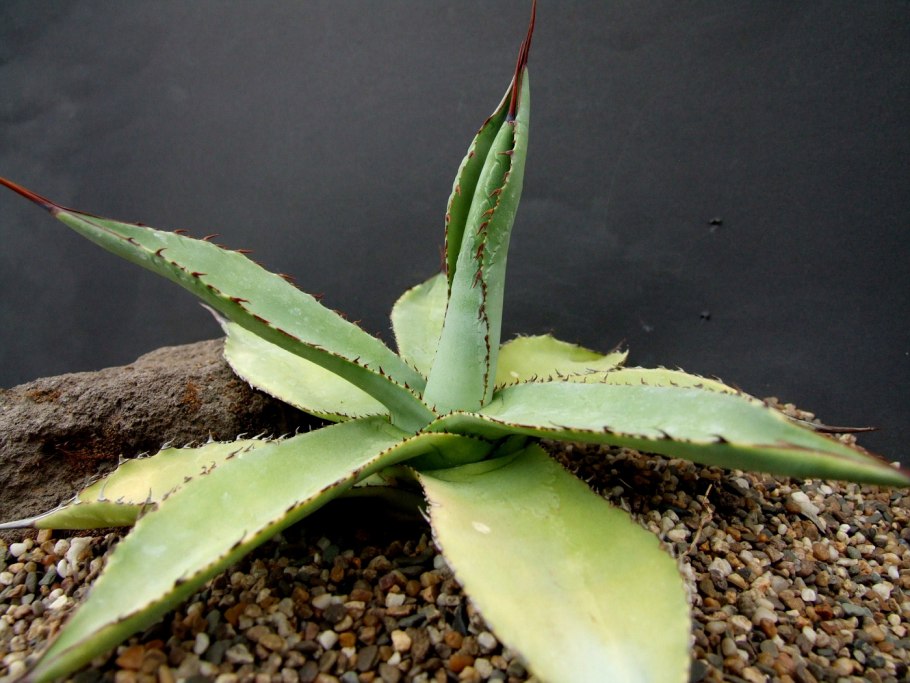 Бешорнерия юкковидная