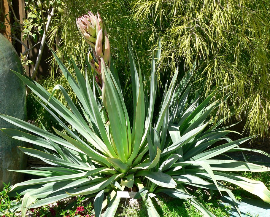 Агава Американа Вариегата