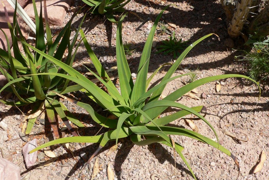 Агава прицветниковая (лат. Agave bracteosa)