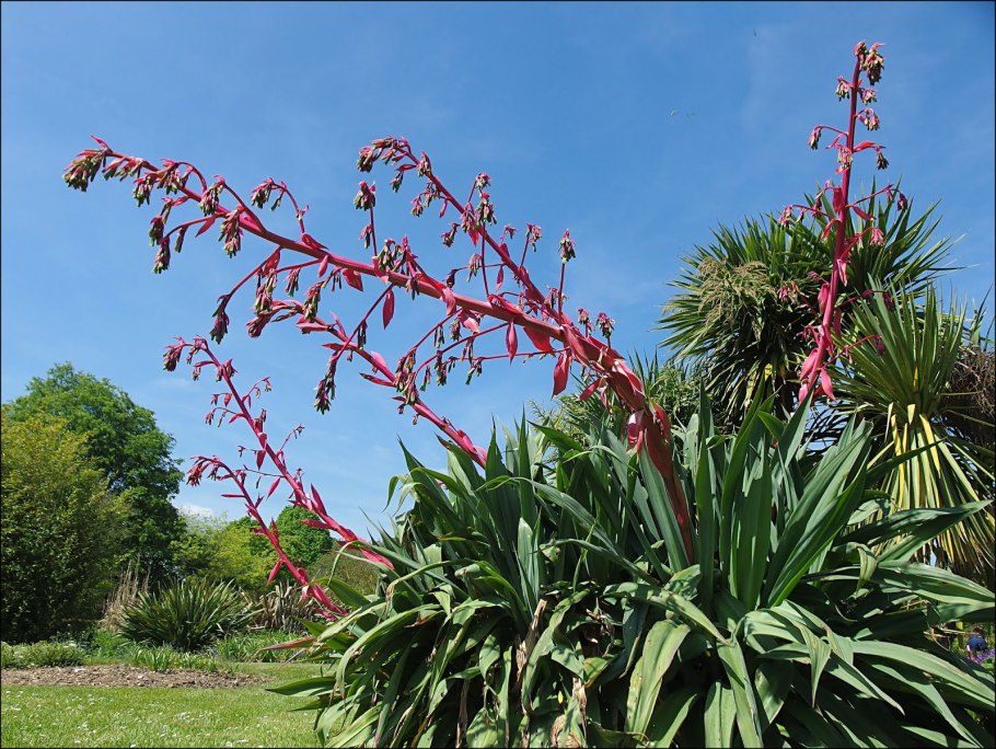Юкка алоэлистная Вариегата