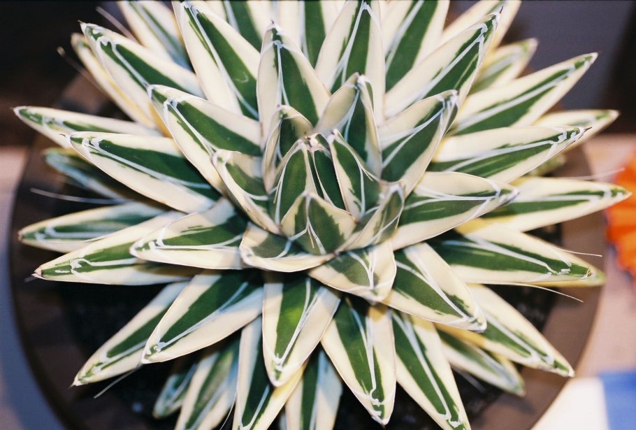 Агава королева виктория вариегатная