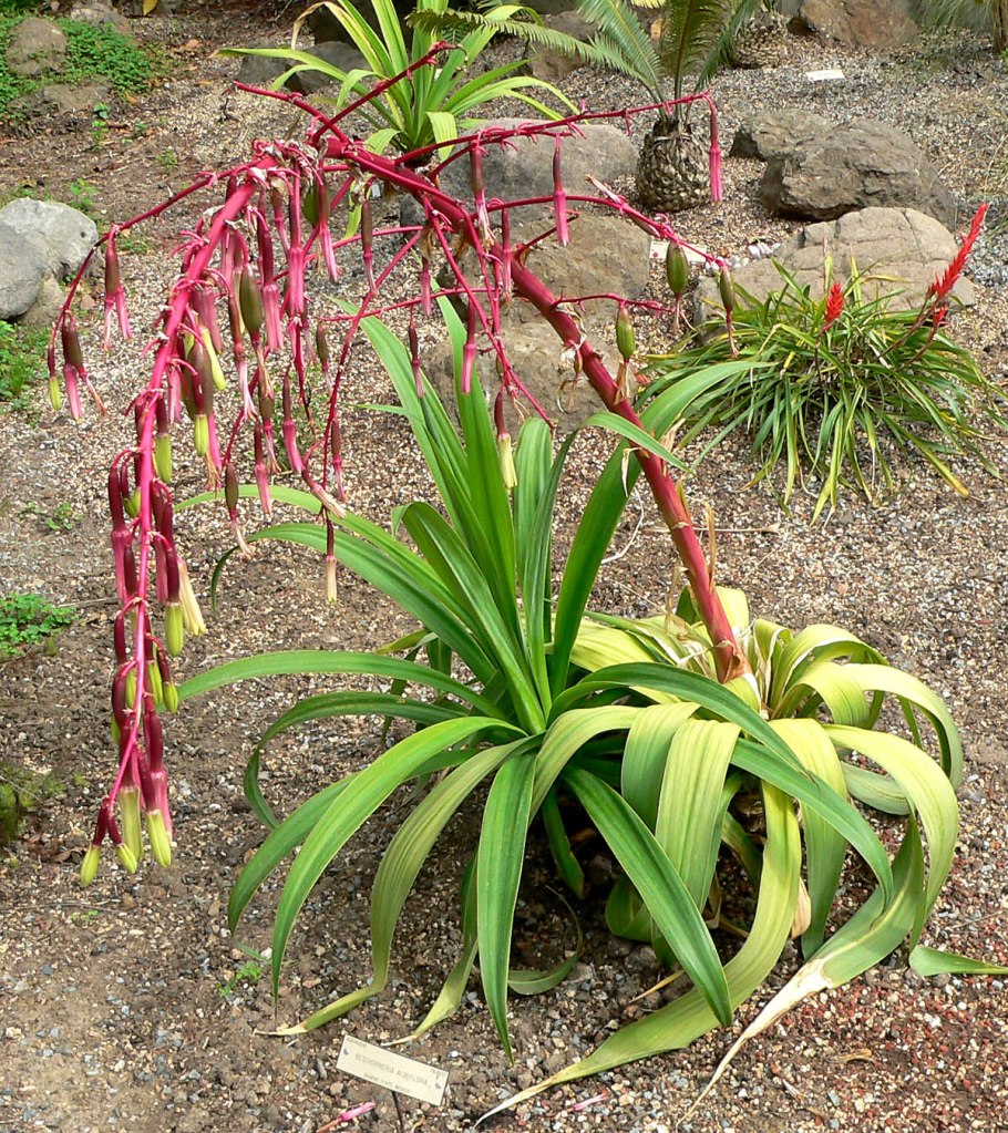 Бешорнерия юкковидная