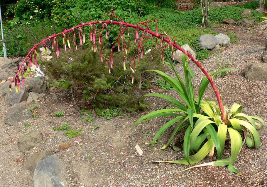 Beschorneria albiflora