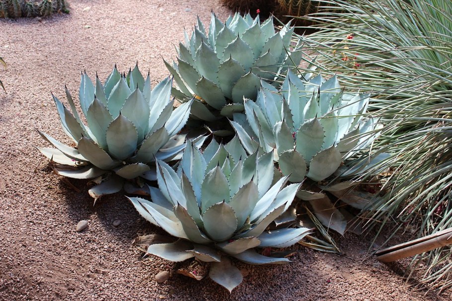 Agave colorata