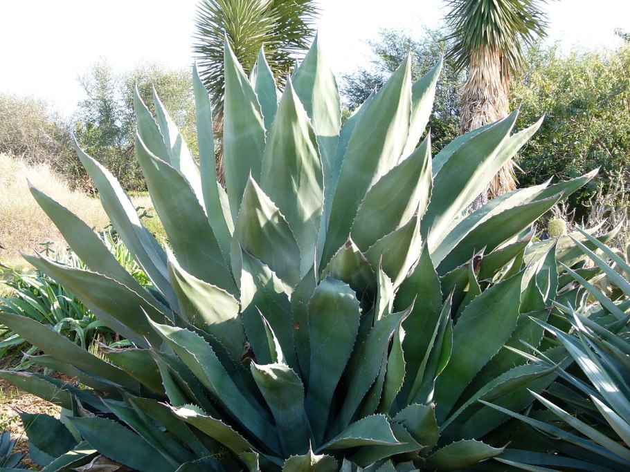 Agave Lechuguilla