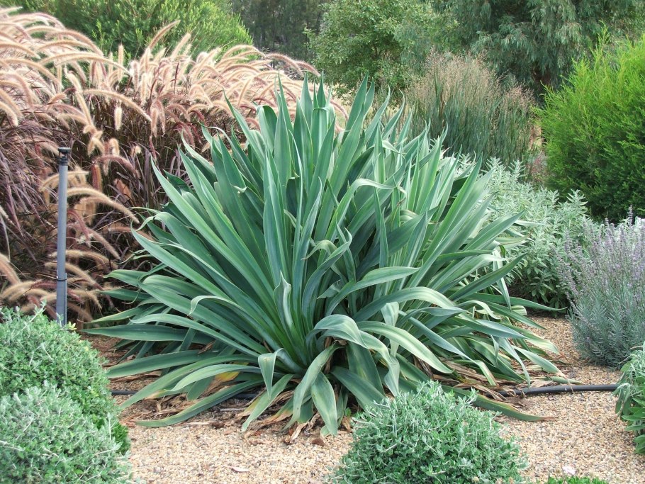 Золотистая Агава