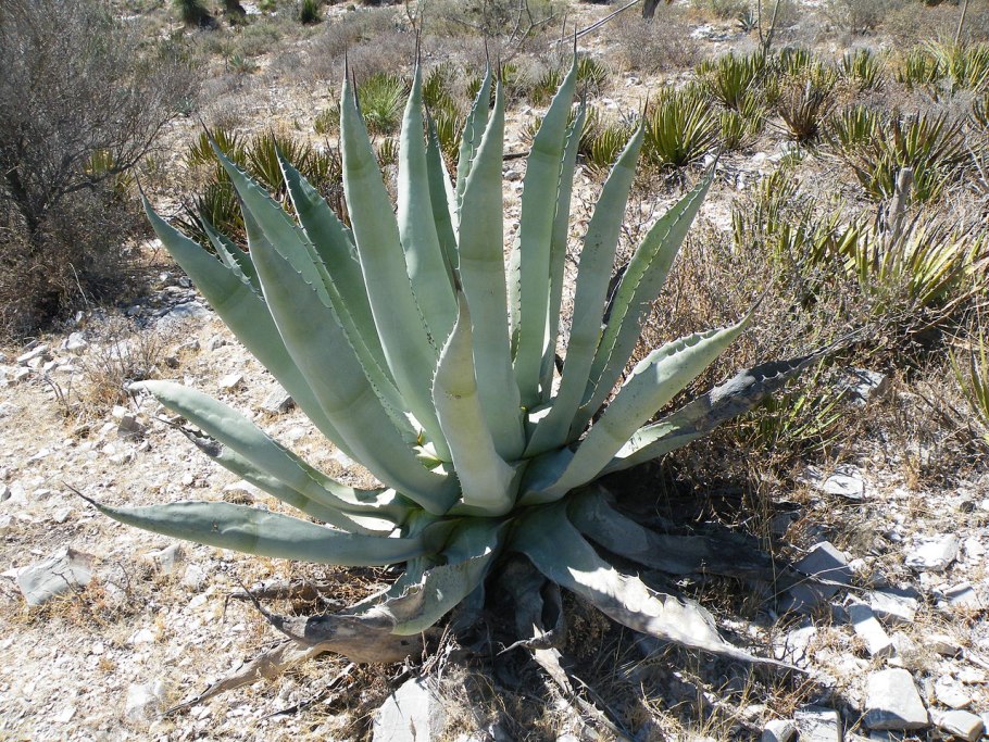 Agave scabra