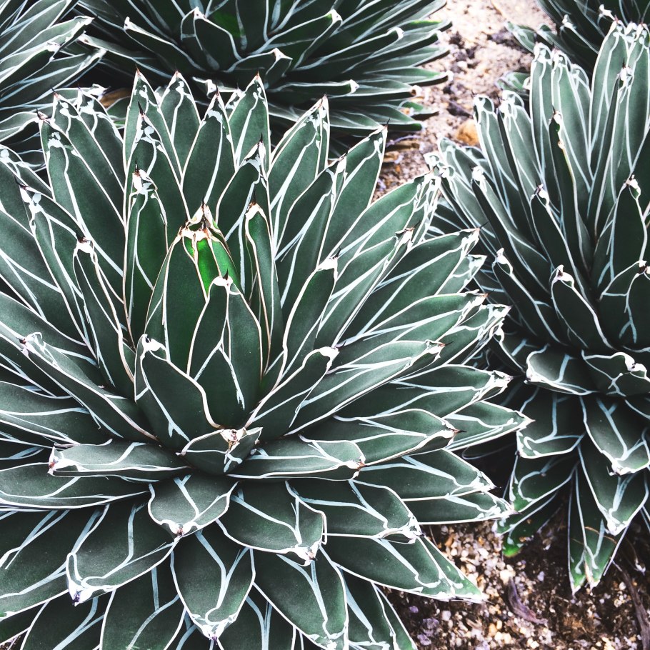 Бешорнерия юкковидная