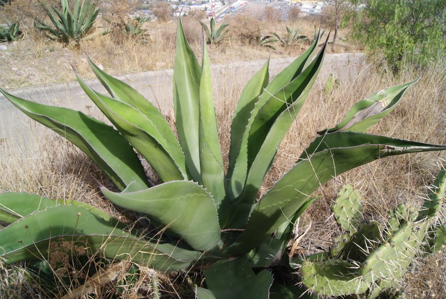 Agave salmiana