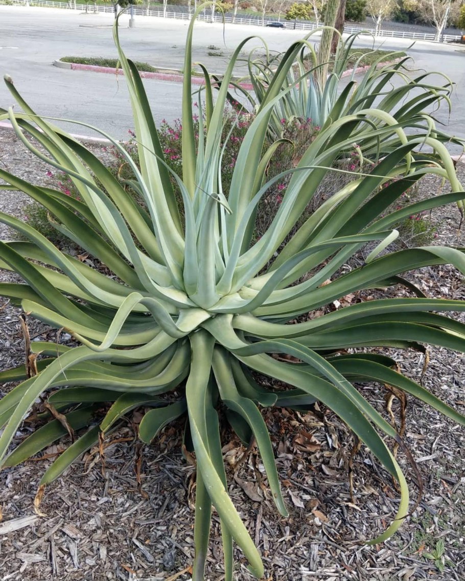 Агава Вильморена