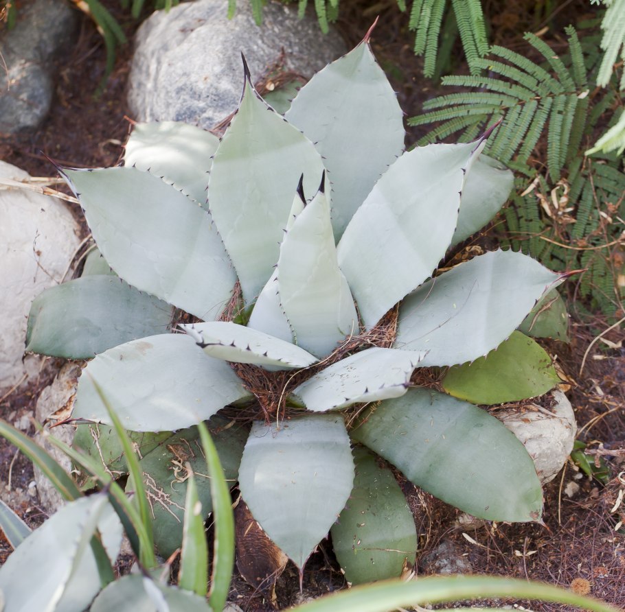 Agave parryi ssp. neomexicana