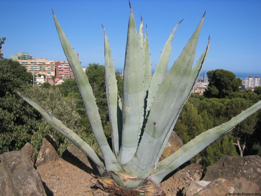 Агава медиопикта Альба