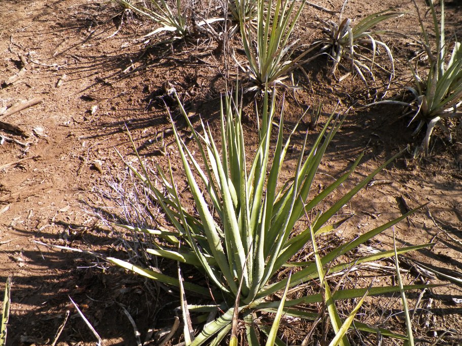 Агава американская цветение