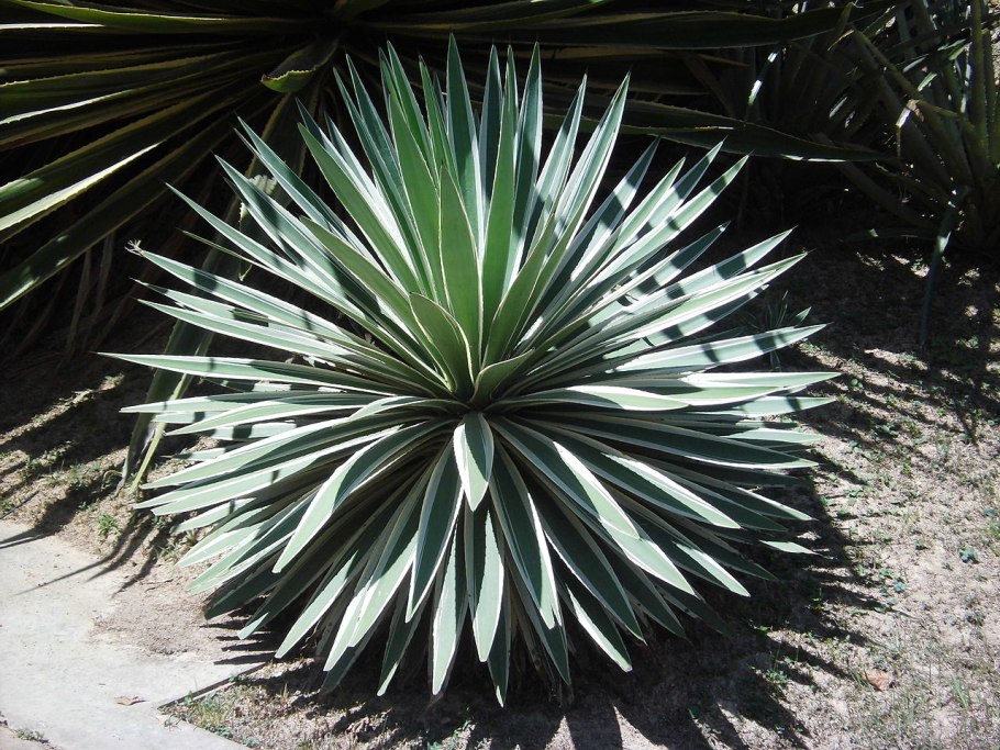 Agave angustifolia marginata