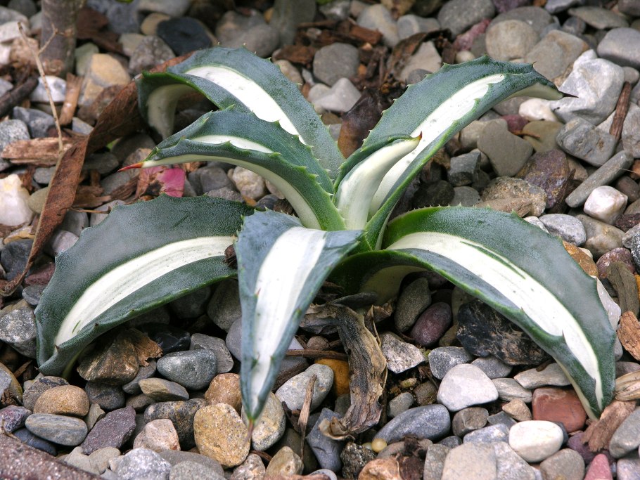 Agave parryi var. Huachuensis